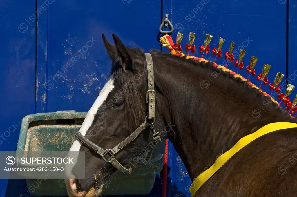 England, North Yorkshire, Gargrave. A Shire horse with a decorated mane at Gargrave Show, an annual country show near Skipton.