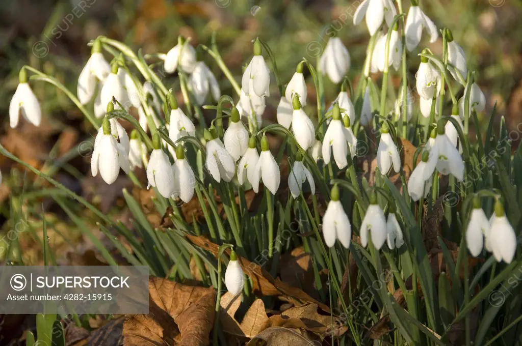 England, North Yorkshire, York. A close up of dew covered snowdrops in York.