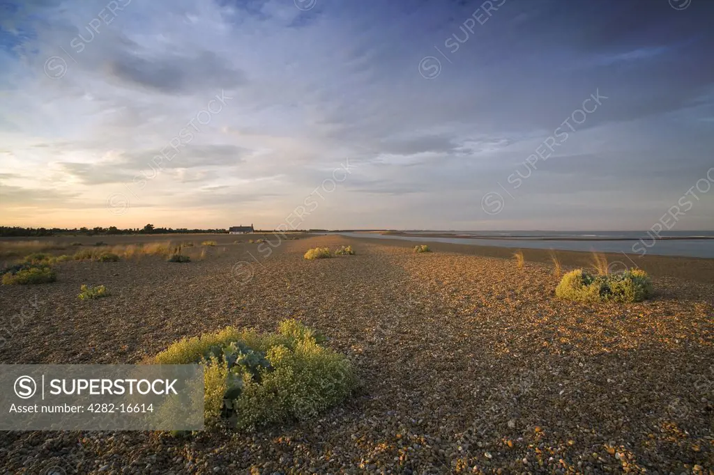 England, Suffolk, Orford. A view over Shingle Street which is south of Orford. The area is a designated SSSI site due to the rare flora that can be found growing amongst the shingle on the wind-swept beach.