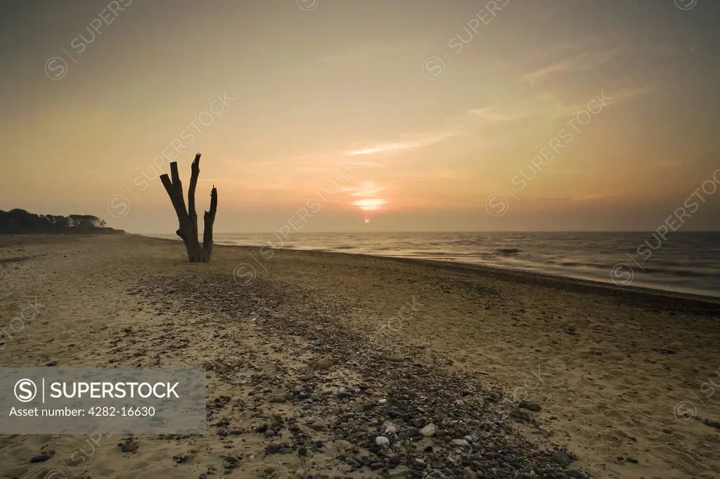 England, Suffolk, Benacre. The marooned skeleton of an old pine tree sticking up from the sand, located on a beach between the sea and a lagoon at Benacre in Suffolk.