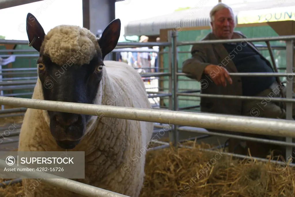 England, West Sussex, Ardingly. A shepherd sitting by a pen containing a sheep at the 2008 South of England show.