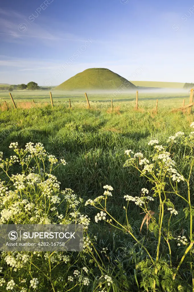 England, Wiltshire, Silbury Hill. Silbury Hill, an artificial chalk mound, the tallest prehistoric human-made mound in Europe, on a summer's morning with cow parsley in the foreground.
