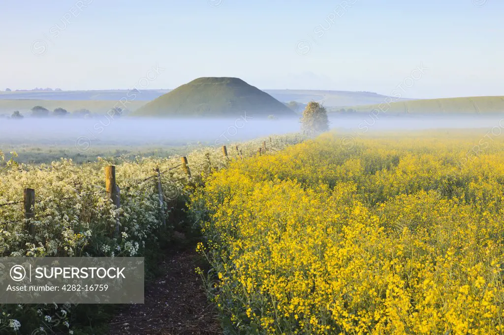 England, Wiltshire, Silbury Hill. Silbury Hill, an artificial chalk mound, the tallest prehistoric human-made mound in Europe, on a misty summer morning with cow parsley and rape in the foreground.