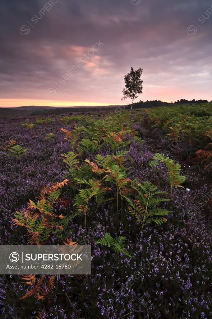 England, Hampshire, Ringwood. Heather and ferns on Rockford Common in the New Forest at dawn.