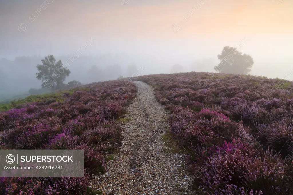 England, Hampshire, Ringwood. Heather and ferns on Rockford Common in the New Forest at dawn.