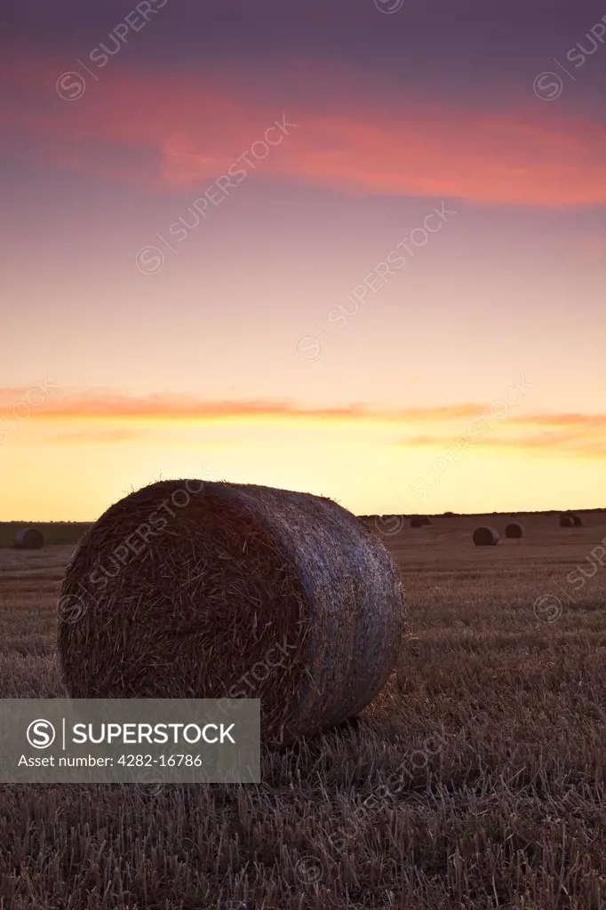 England, Dorset, Worth Matravers. A round hay bale on farm land near Worth Matravers at sunrise.