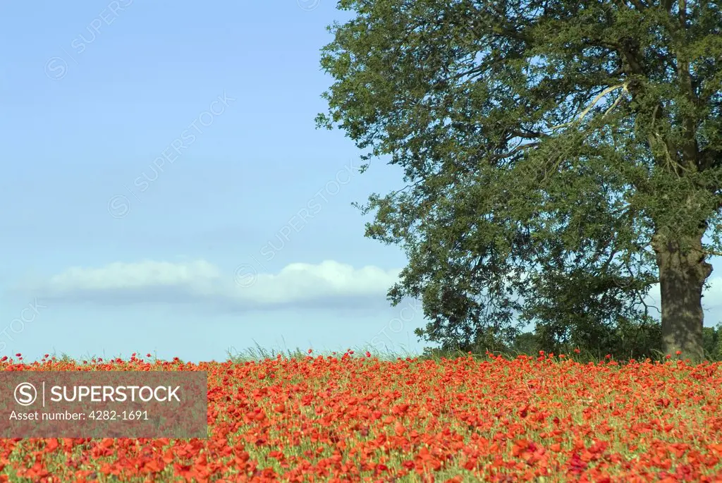 England, Wiltshire, Corsham. Field of poppies. Although it is more common to find red poppies, there are also white, pink,  yellow, orange and blue poppies.