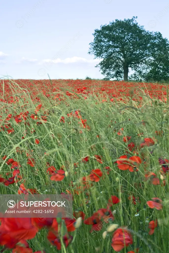 England, Wiltshire, Corsham. Wild poppies. Although it is more common to find red poppies, there are also white, pink,  yellow, orange and blue poppies.