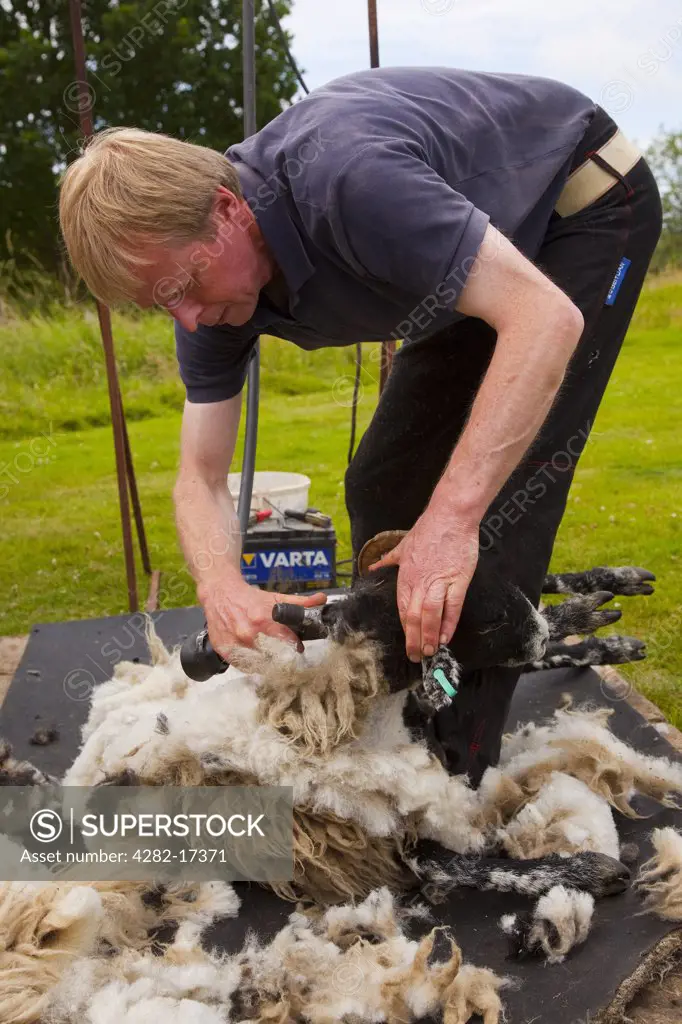 England, North Yorkshire, . Sheep Shearing demonstration in the North York Moors.