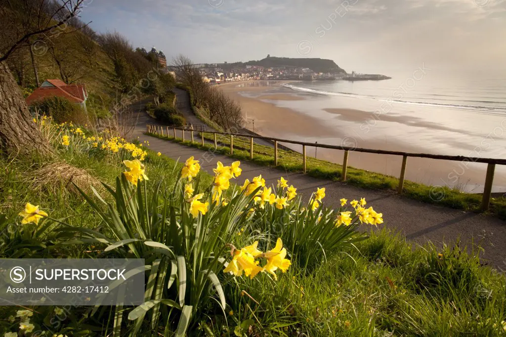 England, North Yorkshire, Scarborough. Daffodils above South Bay beach in Scarborough.