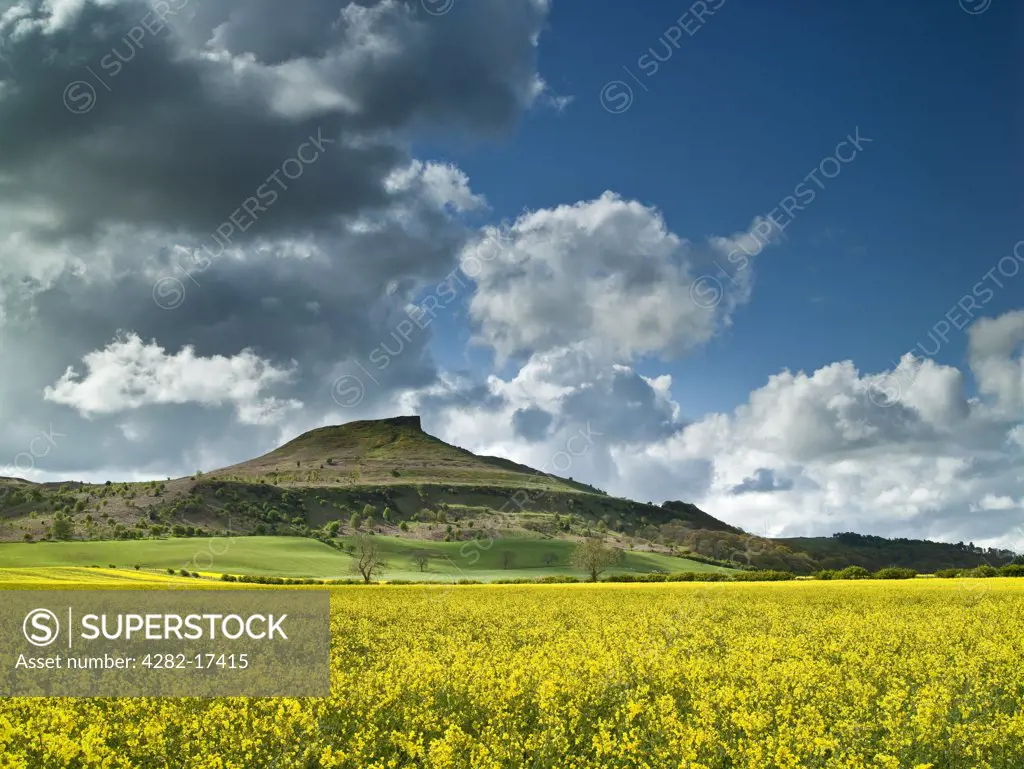 England, Redcar & Cleveland, Pinchinthorpe. Oilseed Rape field at Pinchinthorpe looking towards Roseberry Topping, a distinctive hill the shape of which is often compared to the Matterhorn.