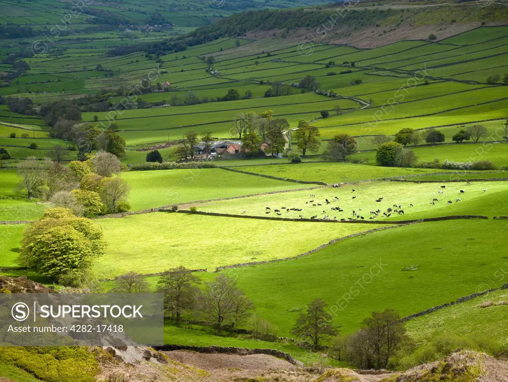 England, North Yorkshire, Little Fryup Dale. Lush green fields in the Spring at Little Fryup Dale in the North York Moors National Park.