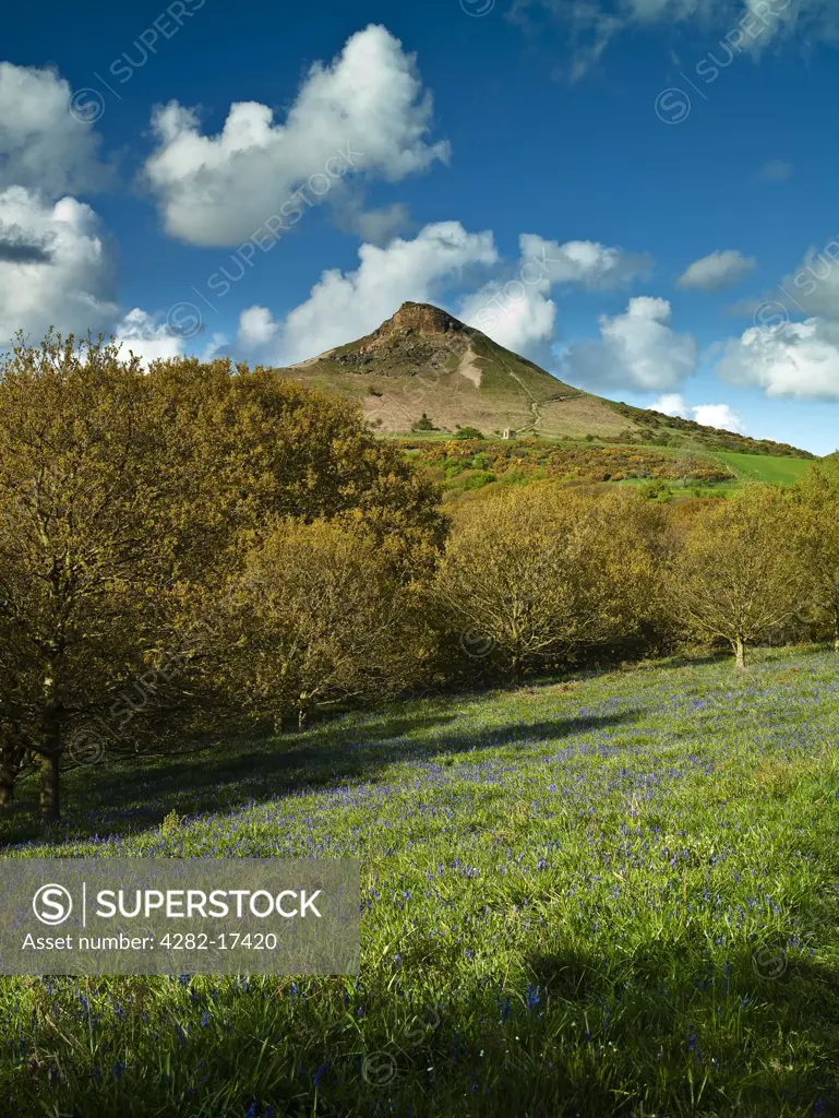 England, North Yorkshire, Roseberry Topping. Spring Bluebells at Newton Woods looking towards Roseberry Topping, a distinctive hill the shape of which is often compared to the Matterhorn.