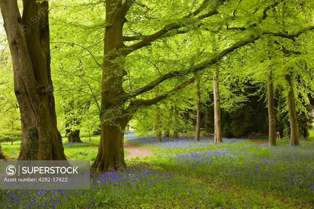 England, North Yorkshire, near Bedale. A carpet of Bluebells at Thorp Perrow Arboretum near Bedale.