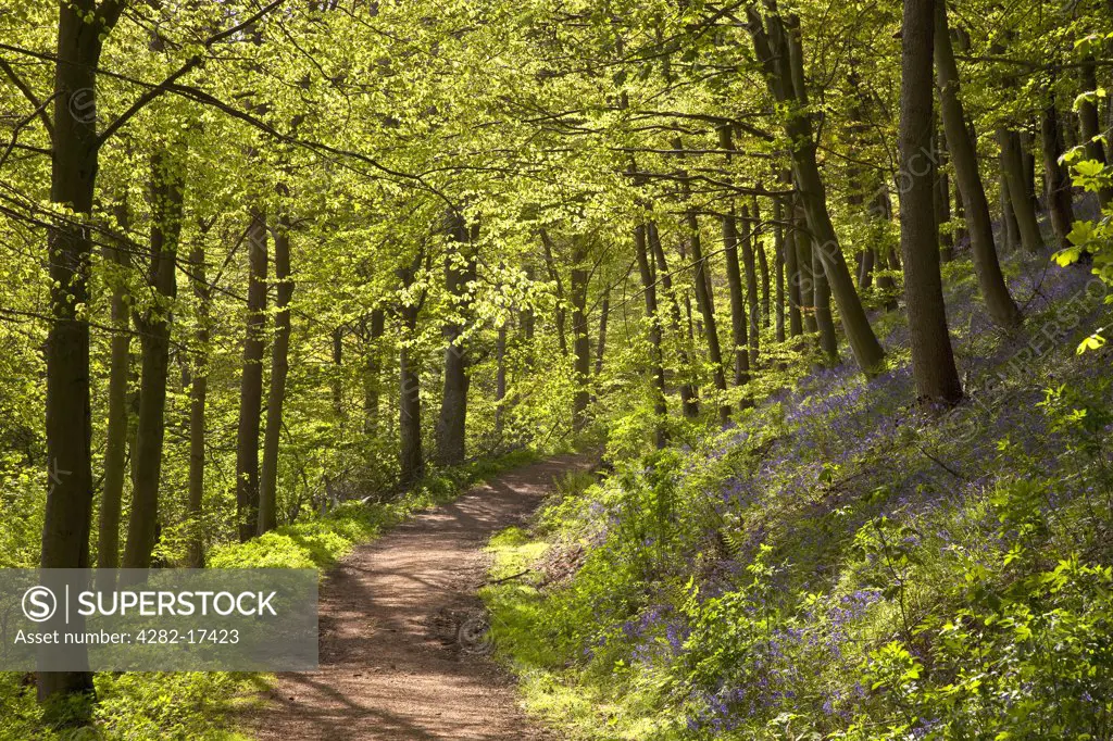 England, North Yorkshire, Kildale. A path leading through Kildale Woods in  North York Moors National Park in spring.