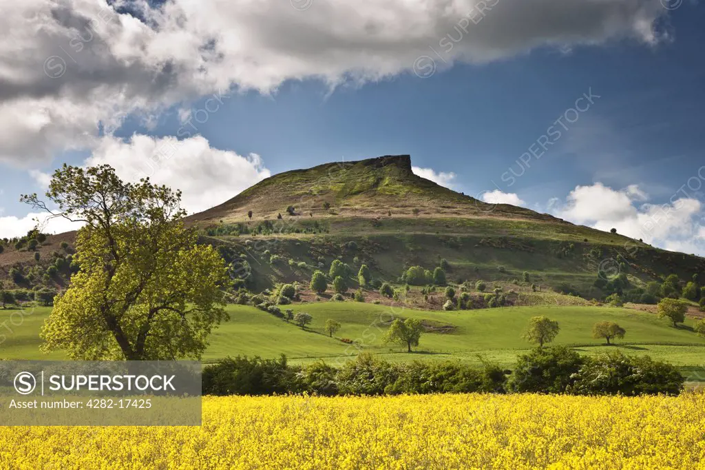 England, North Yorkshire, Roseberry Topping. Oilseed Rape field at Pinchinthorpe looking towards Roseberry Topping, a distinctive hill the shape of which is often compared to the Matterhorn.