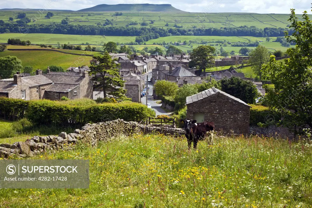 England, North Yorkshire, Askrigg. A cow grazing in pasture above Askrigg village, Wensleydale, in the Yorkshire Dales.