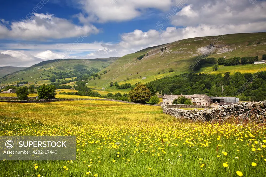 England, North Yorkshire, near Muker. Wild flower meadow at Crowtees Farm near Muker, Swaledale, Yorkshire Dales National Park.