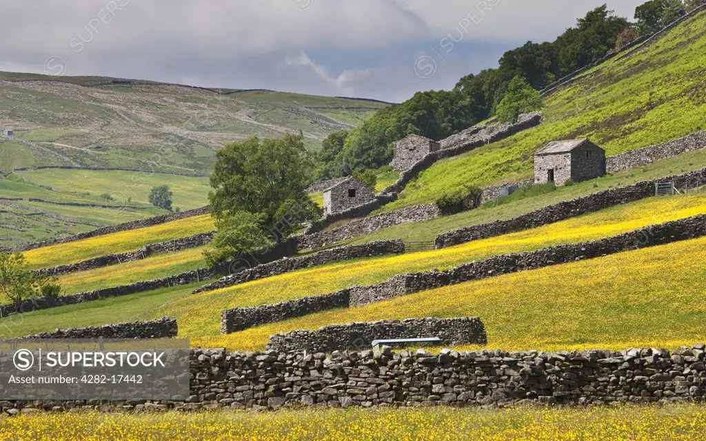 England, North Yorkshire, near Muker. Traditional drystone walls and stone barns in Swaledale near Muker, in the Yorkshire Dales National Park.
