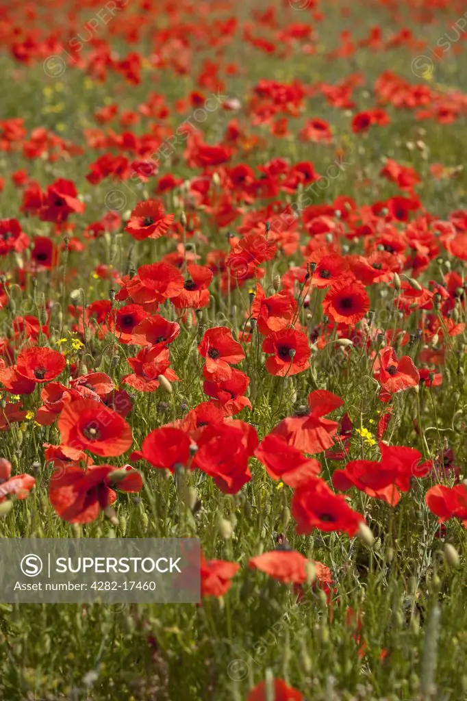 England, North Yorkshire, near Hovingham. Wild poppies growing in a field near Hovingham in the Howardian Hills.