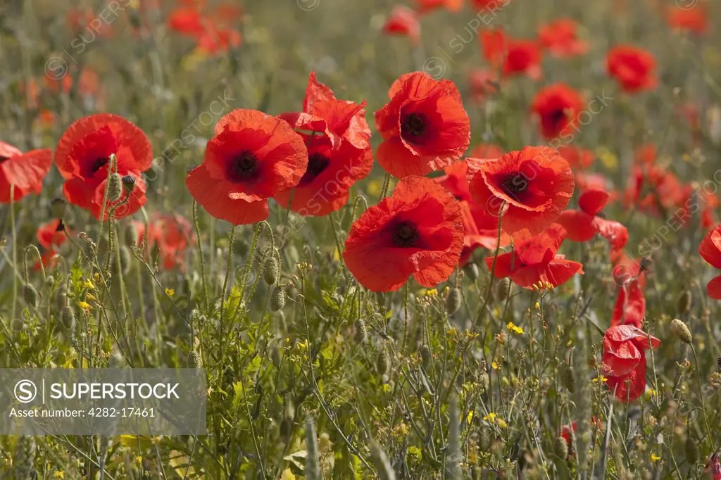 England, North Yorkshire, near Hovingham. Wild poppies growing in a field near Hovingham in the Howardian Hills.
