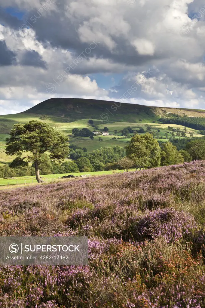 England, North Yorkshire, Bilsdale. View over heather towards Easterside Hill in the North York Moors National Park.