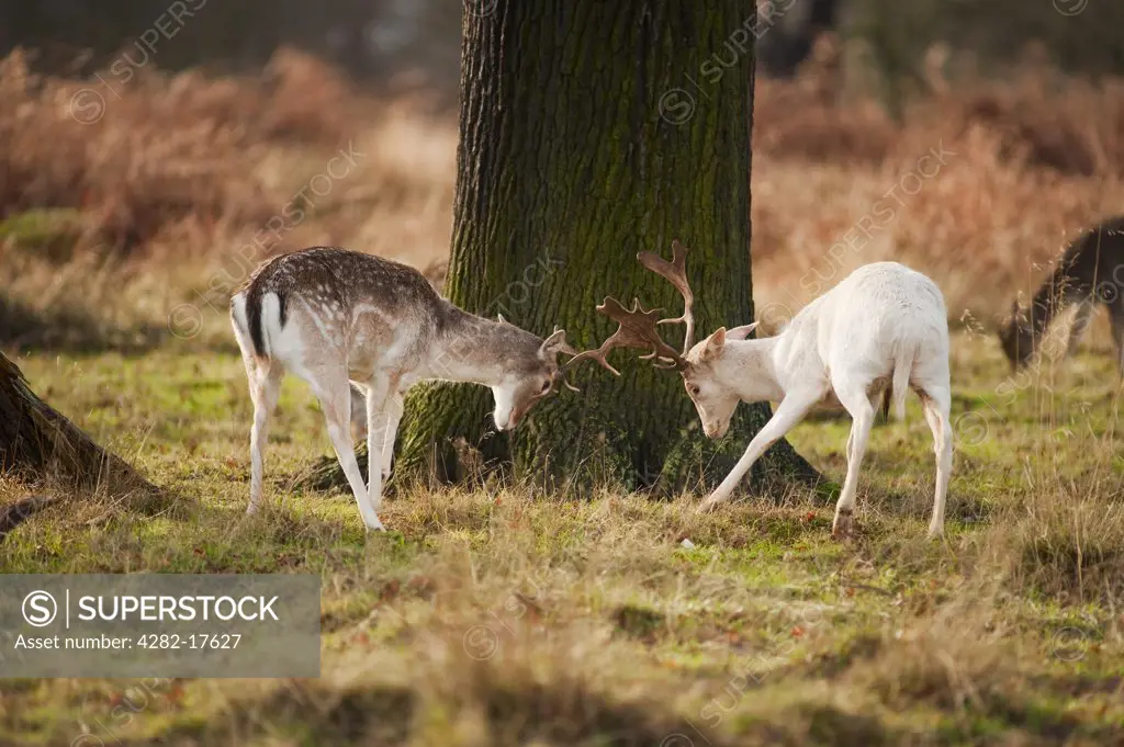 England, London, Richmond Park. A White fallow deer locking antlers with a spotted fallow deer in Richmond Park.