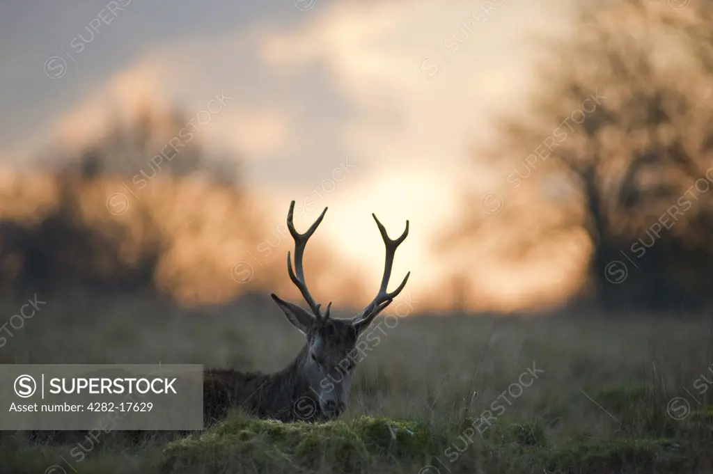 England, London, Richmond Park. A wild red deer resting at sunset in Richmond Park.