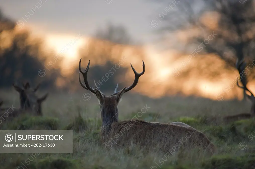 England, London, Richmond Park. Herd of red deer resting at sunset in Richmond Park.