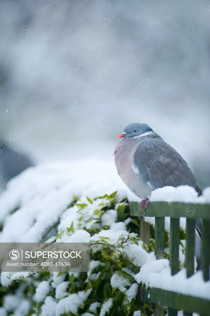 England, London, Merton. A Wood pigeon perched on a snow covered trellis fence in a garden.