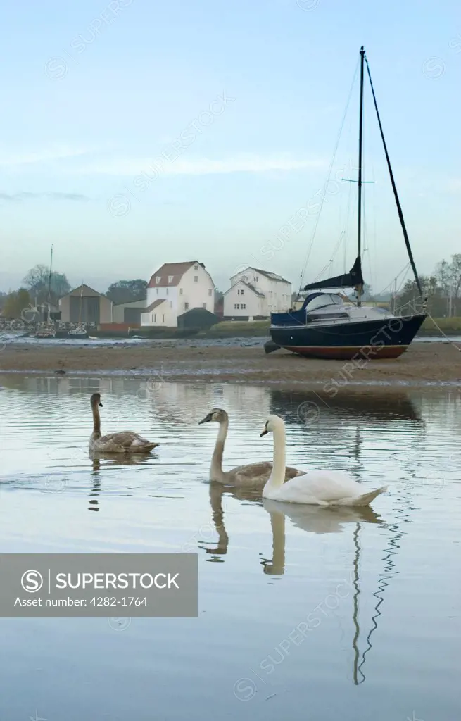 England, Suffolk, Woodbridge. Swans swimming on the River Deben with a view to Woodbridge Tide Mill.