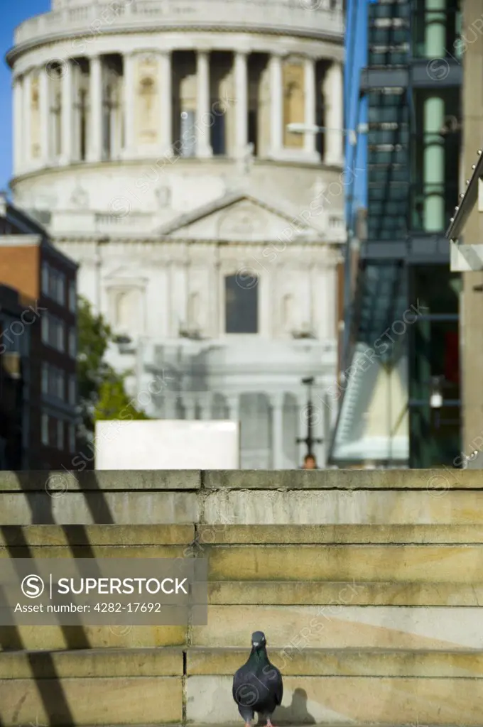 England, London, City of London. A pigeon standing on steps at the Millennium footbridge in the City of London with the cupola of St Pauls Cathedral in the background.