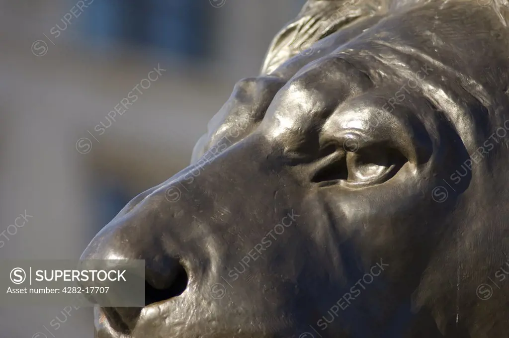 England, London, Trafalgar Square. Close-up of one of four bronze lion sculptures by Edwin Landseer at the base of Nelson's Column in Trafalgar Square, central London.
