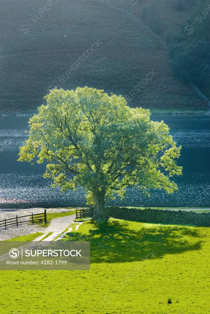 England, Cumbria, Buttermere. A lone oak tree on the shoreline at Buttermere in Cumbria.