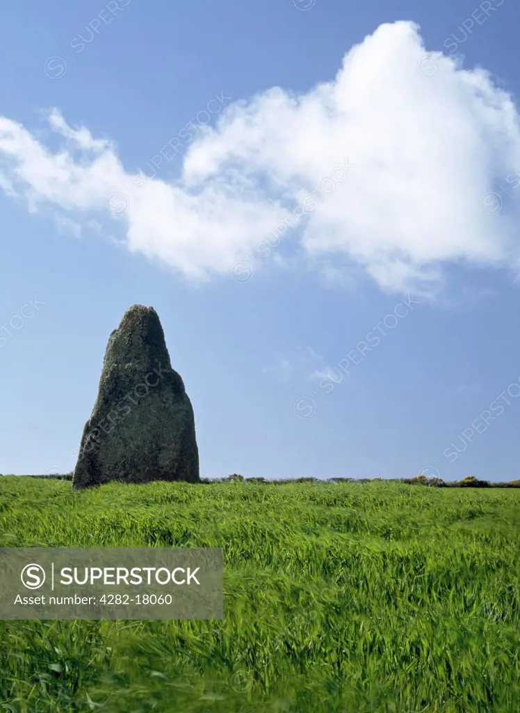 England, Cornwall, near Trenuggo. According to tradition the Blind Fiddler Standing Stone, prehistoric monolith, near Trenuggo in West Penwith, is a musician turned to stone as punishment for playing his violin on a Sunday.