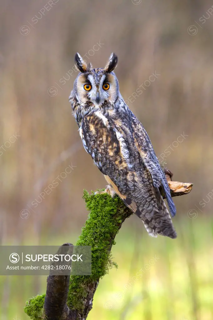 England, Gloucestershire, Gloucester. Long Eared Owl (Asio otus) sitting on moss covered tree stump.