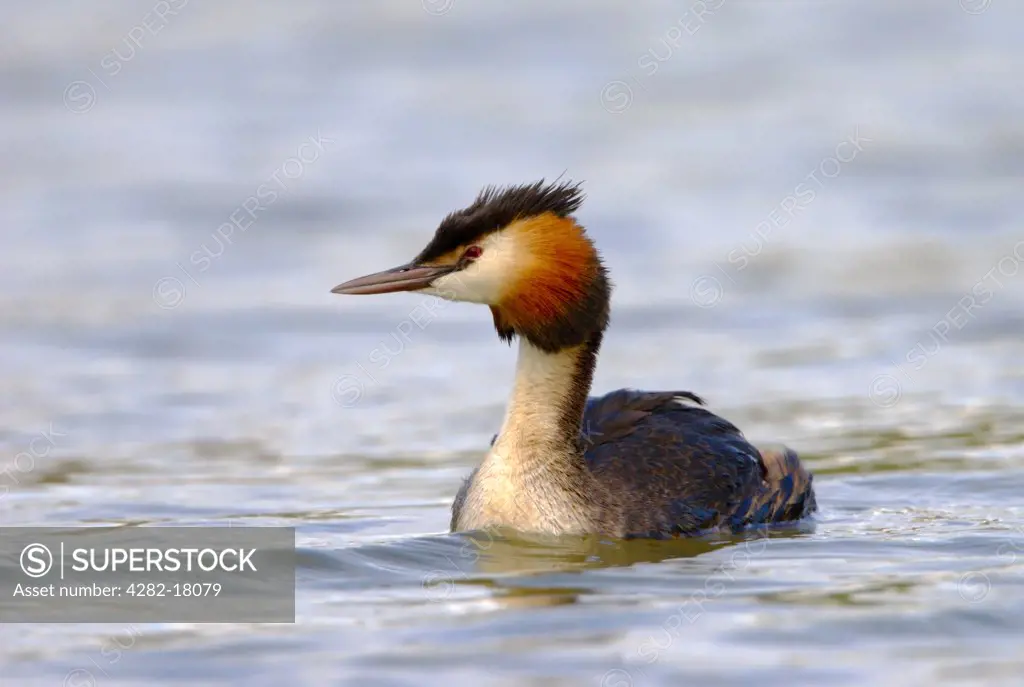 England, Somerset, Burnham-on-Sea. Great Crested Grebe swimming on a lake.