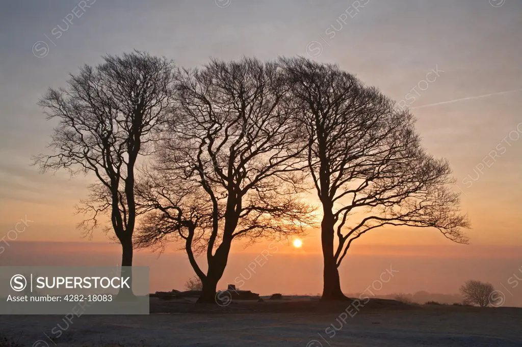 England, Somerset, Quantocks. The Seven Sister's beech trees twisted into dramatic shapes by the prevailing winds on top of Cothelstone Hill at sunrise on a frosty morning.