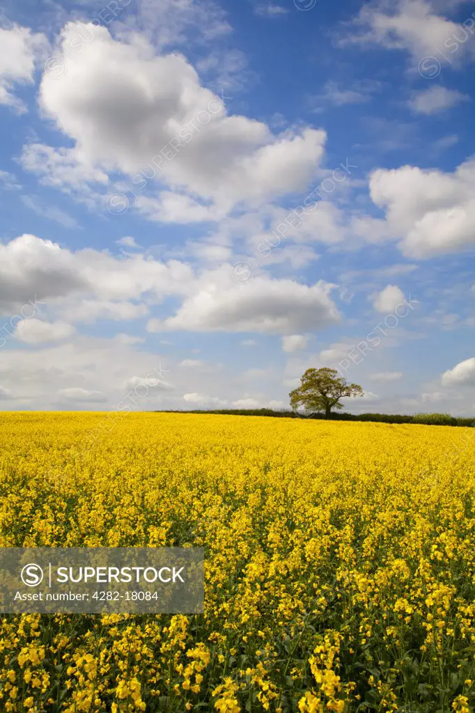 England, Somerset, North Petherton. View across field of oilseed rape with a lone tree.