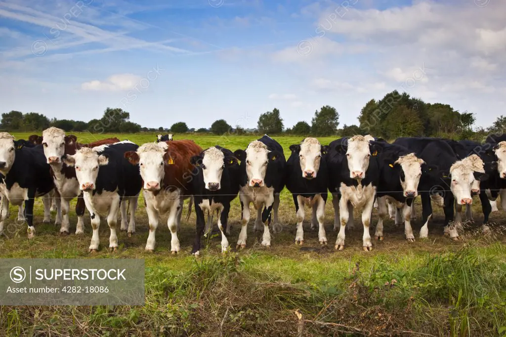 England, Somerset, East Lyng. Line of cows in field on Somerset Levels.