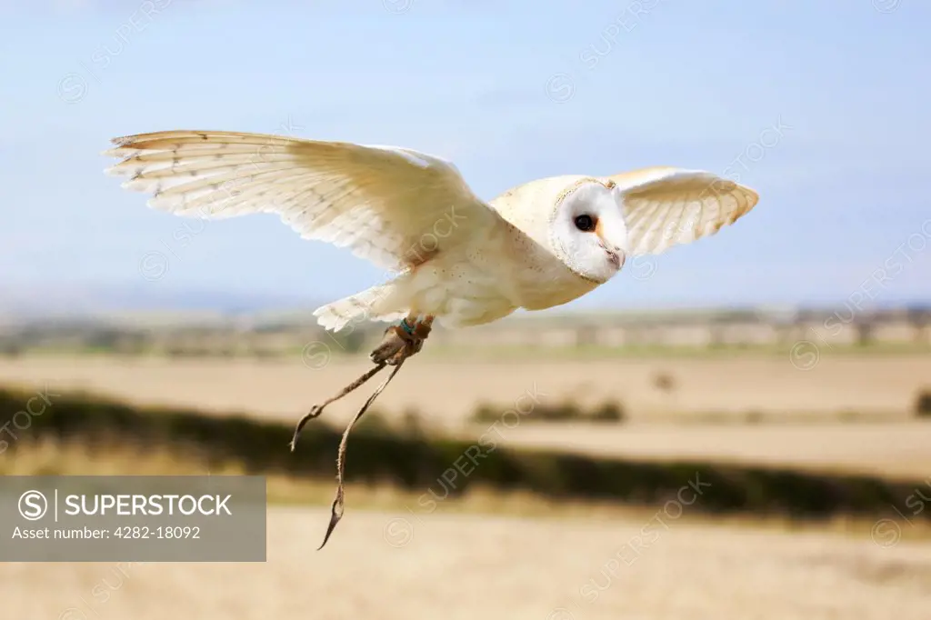 England, Northumberland, Lindisfarne. Rescued Barn Owl flying across a field with jesses showing.
