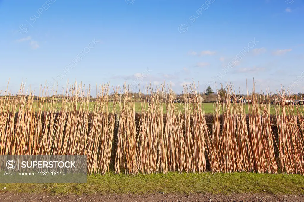 England, Somerset, Taunton. Withies, flexible willow stems used for typically for thatching, drying in the sun.