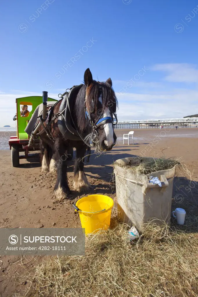 England, Somerset, Weston-super-Mare. Horse and cart ride on Weston-super-Mare beach, with horse resting and feeding on hay.
