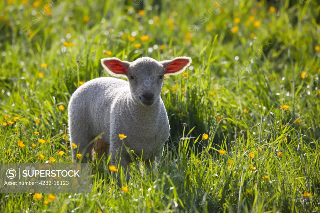 England, Somerset. Young lamb in a field with buttercups.