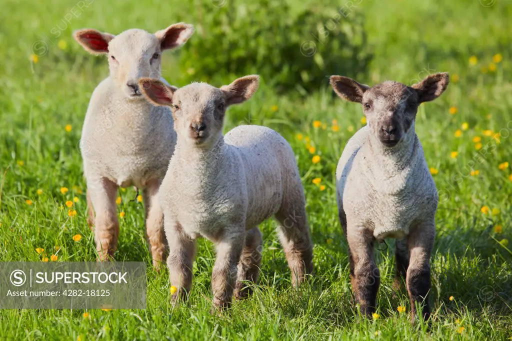 England, Somerset. Young lambs in a field with buttercups.