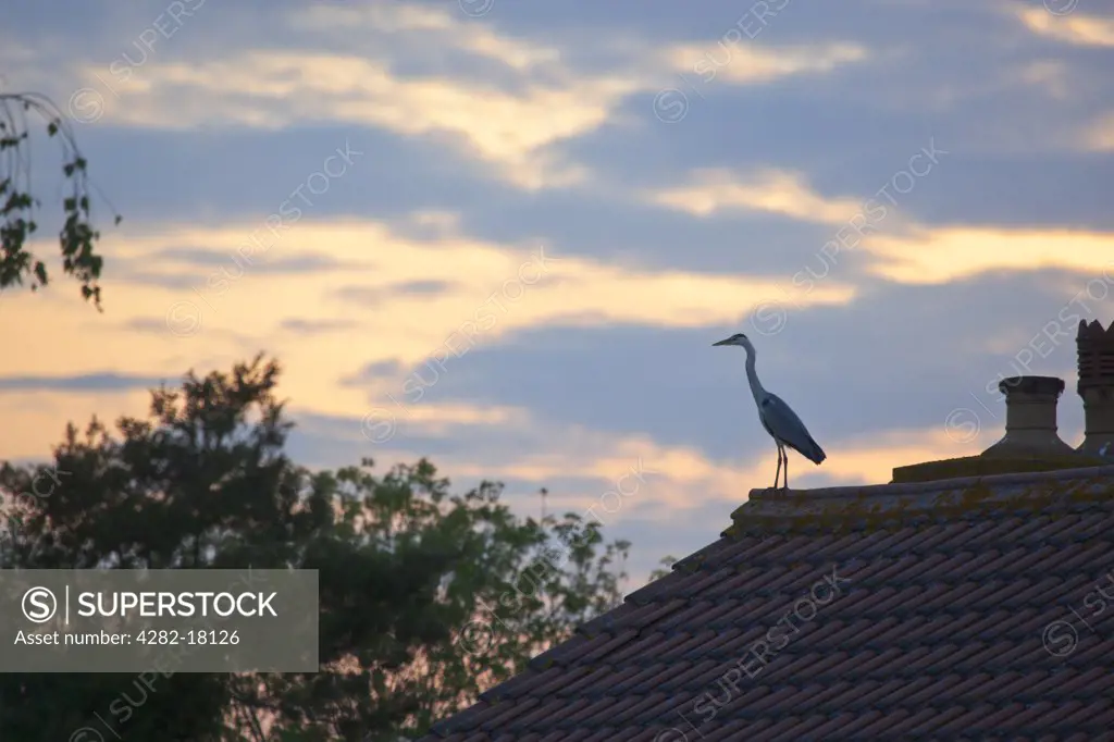 England, Somerset, Taunton. Heron standing on roof of house silhouetted by setting sun.