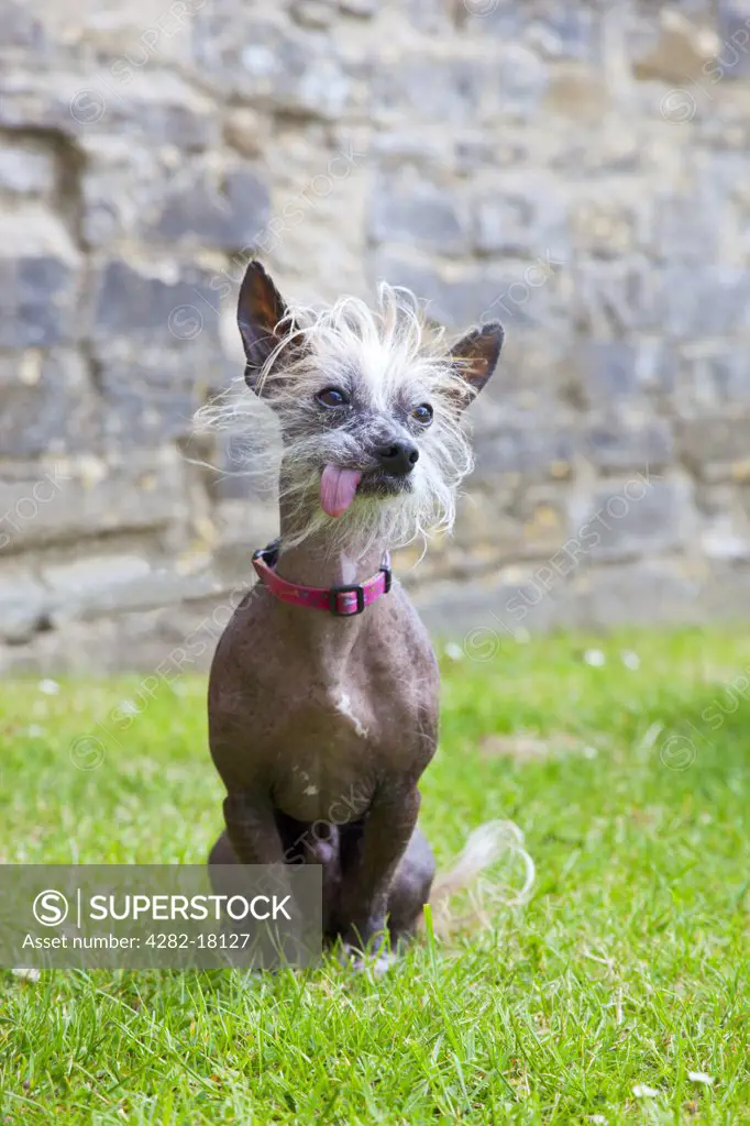 England, Somerset, Taunton. Portrait of a Terrier, a cross between a Jack Russell and a Chinese Hairless Terrier.