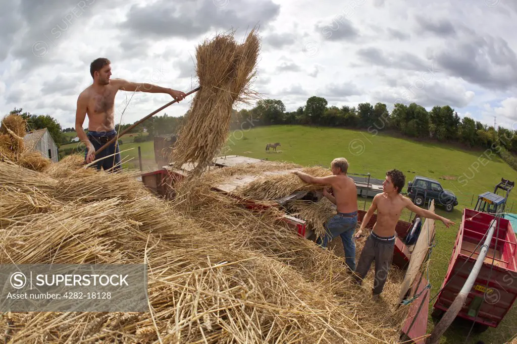 England, Somerset, North Curry. Men loading a threshing machine which performs the traditional method of separating wheat grain and straw used for thatching roofs.