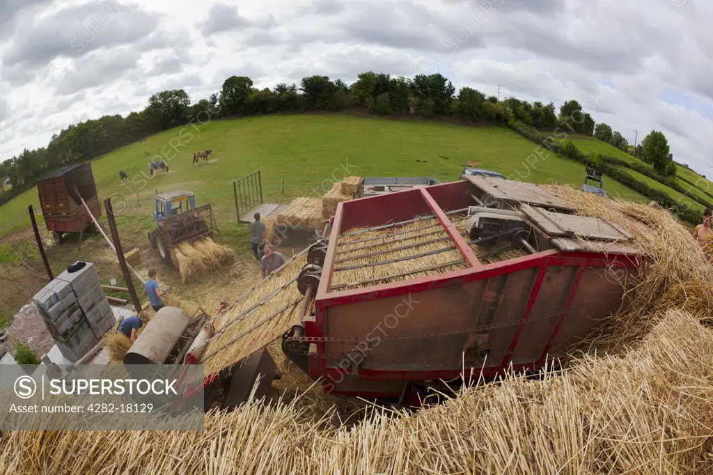 England, Somerset, North Curry. View from top of threshing machine which performs the traditional method of separating wheat grain and straw used for thatching roofs.