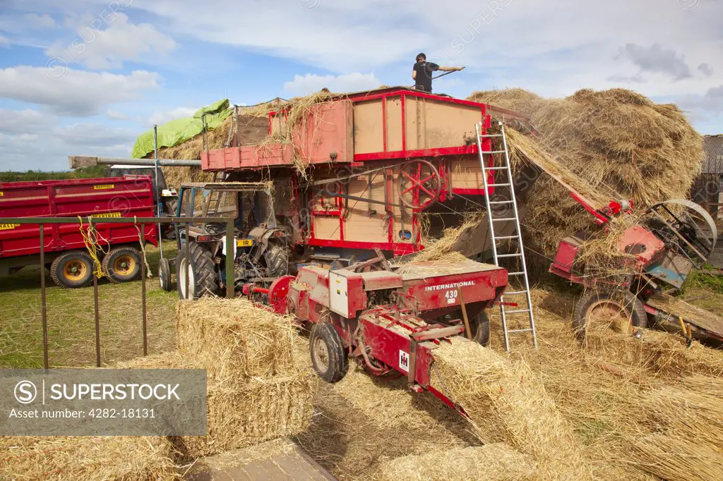 England, Somerset, North Curry. Traditional threshing of wheat to produce straw for thatching and bales of animal bedding from the waste.